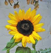 Sunflower12